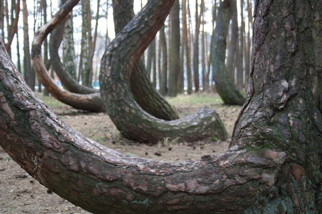 Кривой лес в Польше