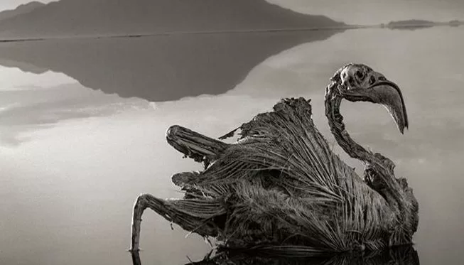 Необычное озеро Натрон в Танзании с окаменевшими животными